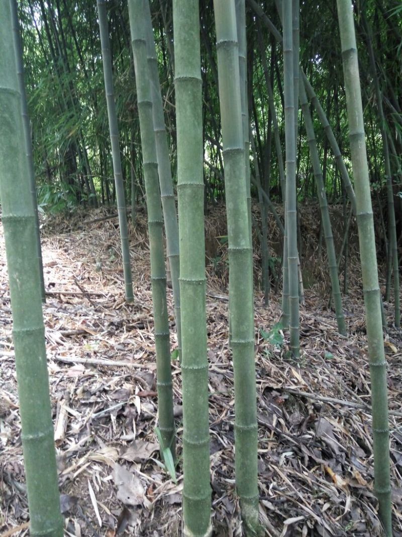 竹子5~6m