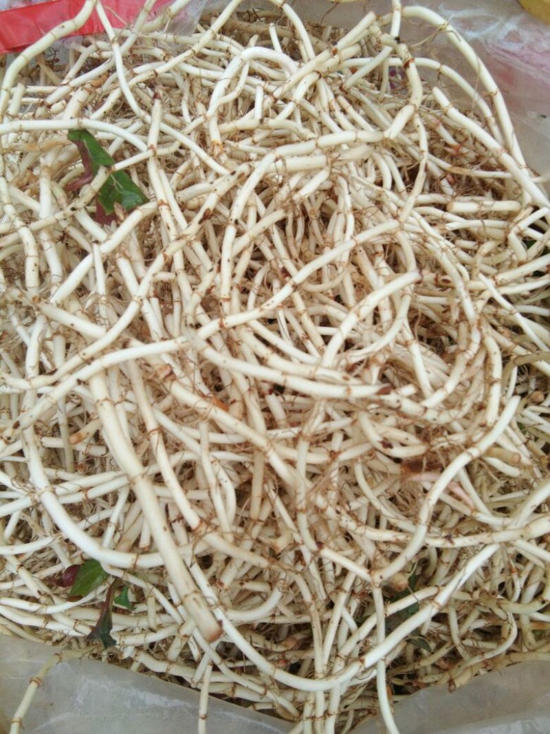 鱼腥草侧耳根
