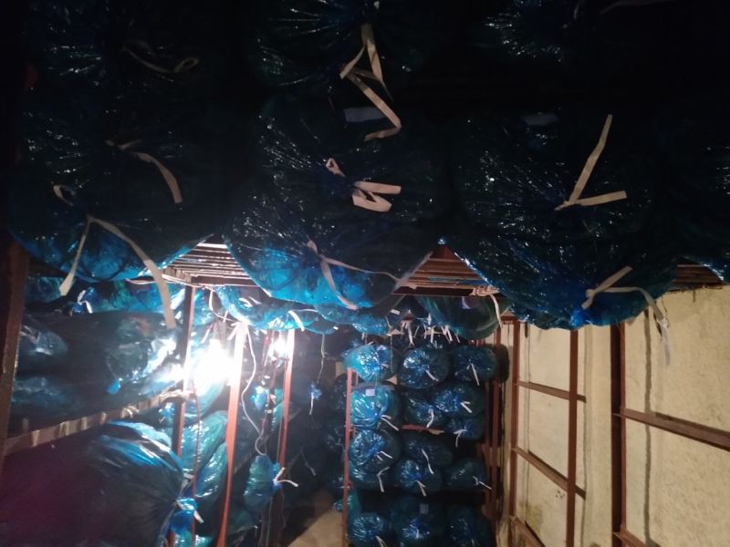 白帽蒜薹60~70厘米产地直销代办托运可精加工等一条龙