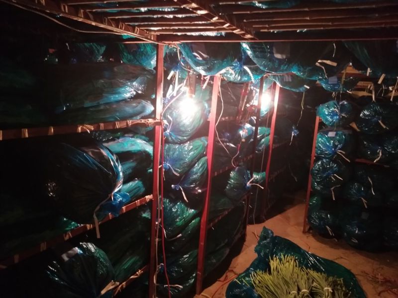 白帽蒜薹60~70厘米产地直销代办托运可精加工等一条龙