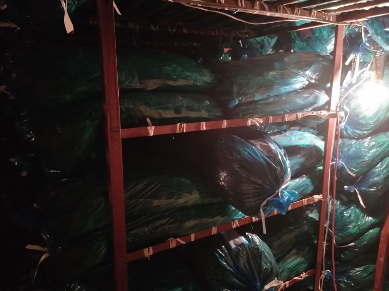 白帽蒜薹60~70厘米产地直销代办托运可精加工等一条龙