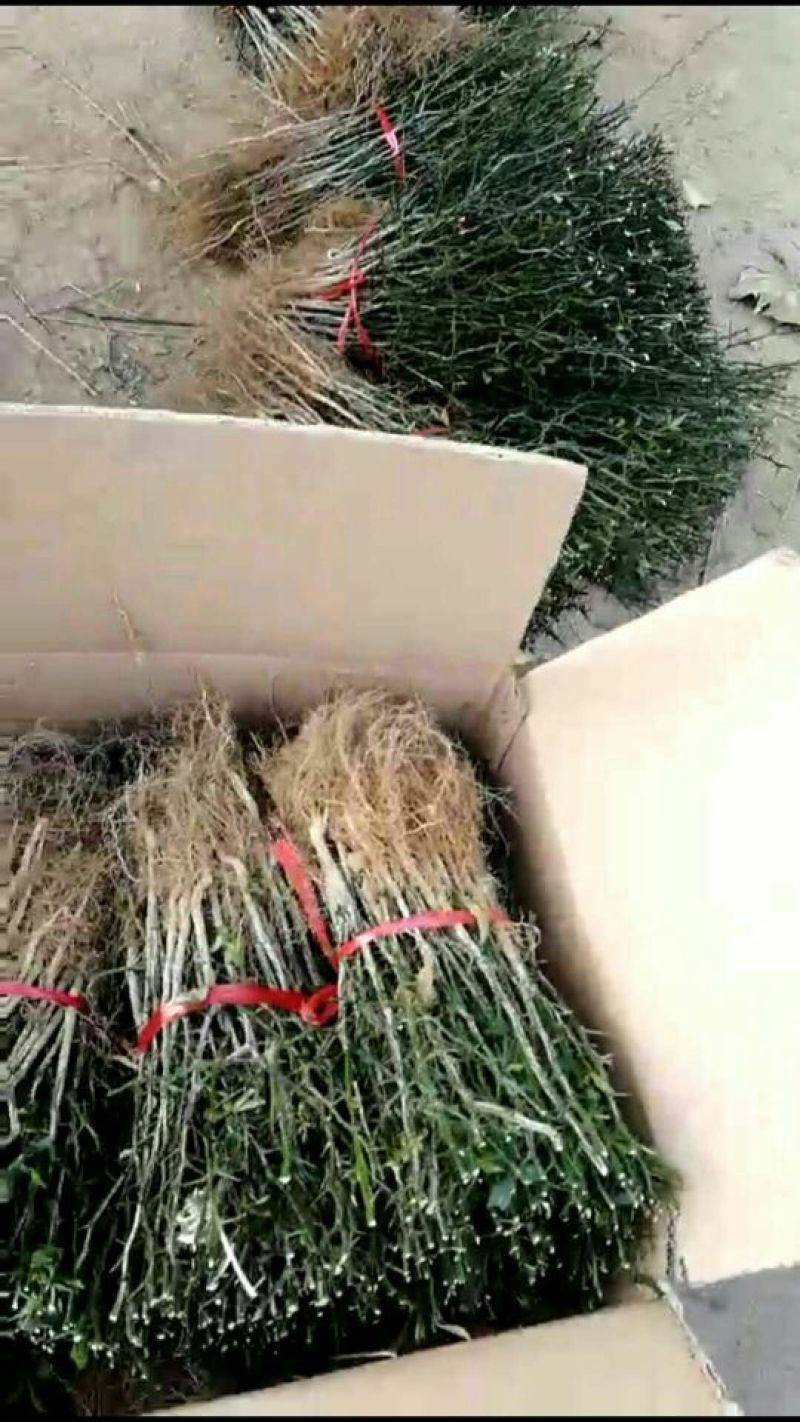 枳壳苗枸橘苗育苗基地蜜橘苗嫁接砧木篱笆用苗