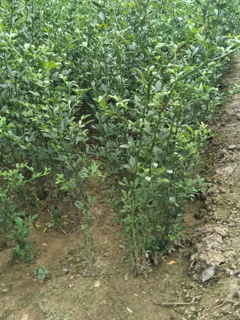 枳壳苗枸橘苗育苗基地蜜橘苗嫁接砧木篱笆用苗