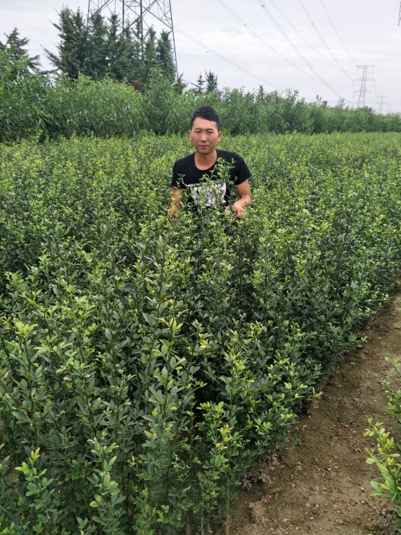 枳壳苗枸橘苗育苗基地蜜橘苗嫁接砧木篱笆用苗
