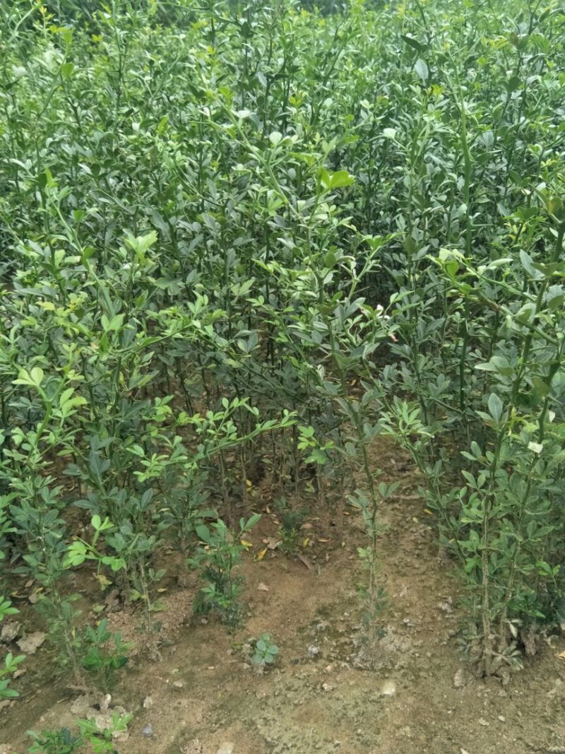 枳壳苗枸橘苗育苗基地蜜橘苗嫁接砧木篱笆用苗