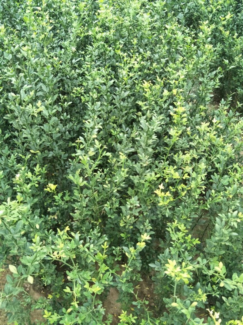 枳壳苗枸橘苗育苗基地蜜橘苗嫁接砧木篱笆用苗