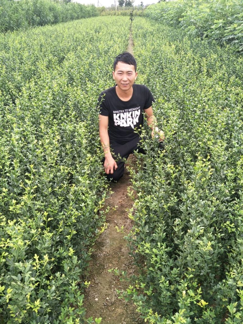 枳壳苗枸橘苗育苗基地蜜橘苗嫁接砧木篱笆用苗