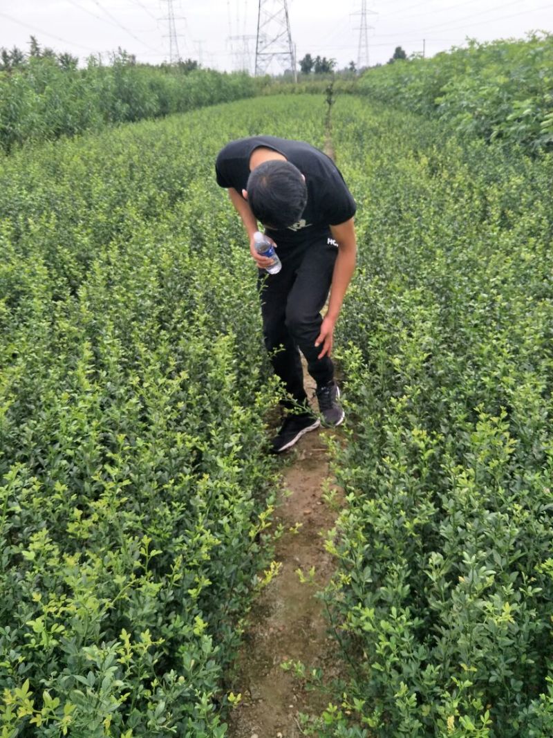枳壳苗枸橘苗育苗基地蜜橘苗嫁接砧木篱笆用苗