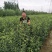 枳壳苗枸橘苗育苗基地蜜橘苗嫁接砧木篱笆用苗