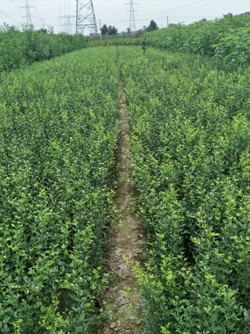 枸橘苗嫁接橘子砧木30~50cm枳壳苗量大优惠