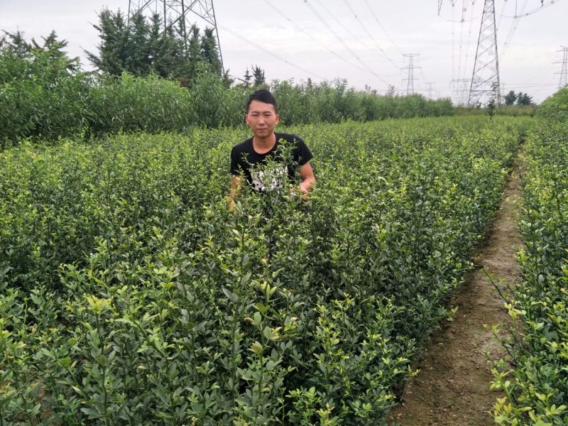 枸橘苗嫁接橘子砧木30~50cm枳壳苗量大优惠
