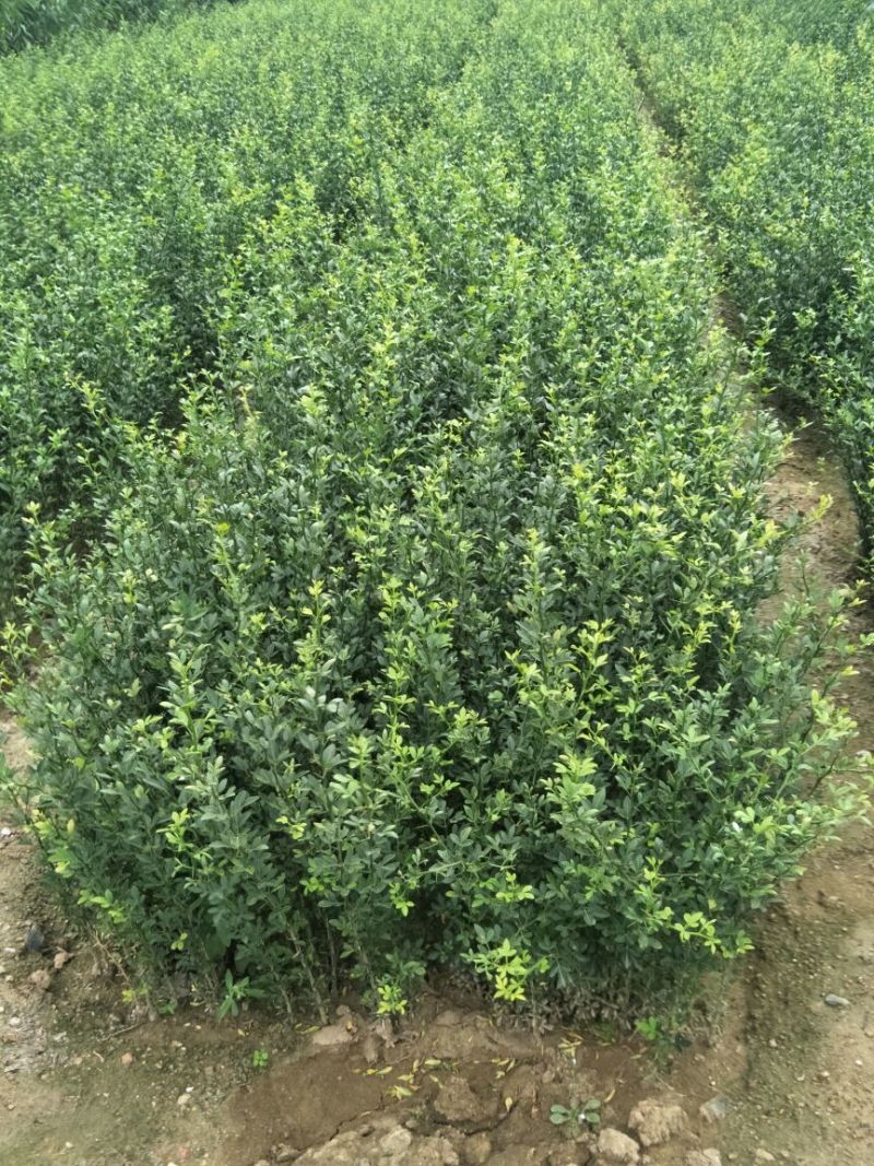 枸橘苗嫁接橘子砧木30~50cm枳壳苗量大优惠