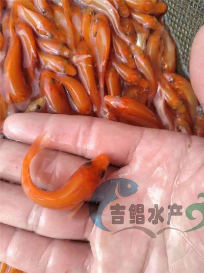 红鲤鱼苗兴国红鲤鱼苗