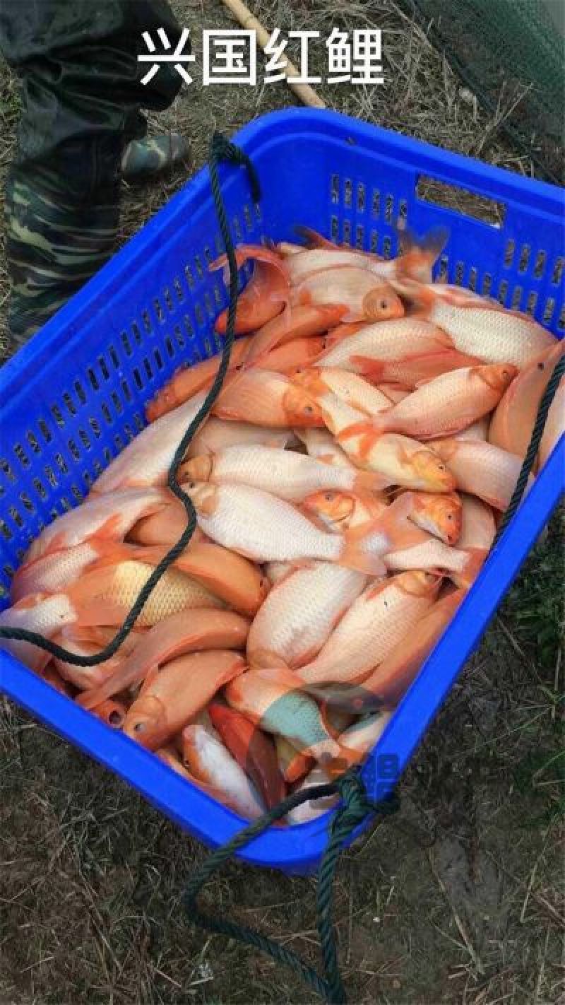 红鲤鱼苗兴国红鲤鱼苗
