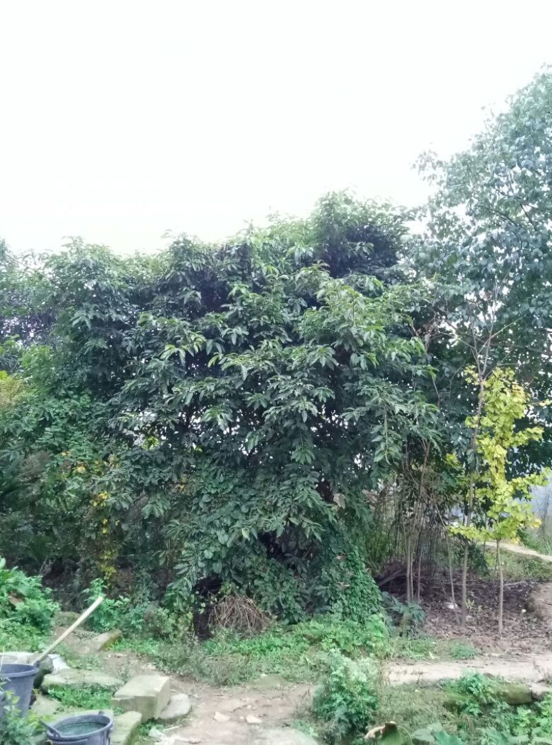 黄葛树3m以上