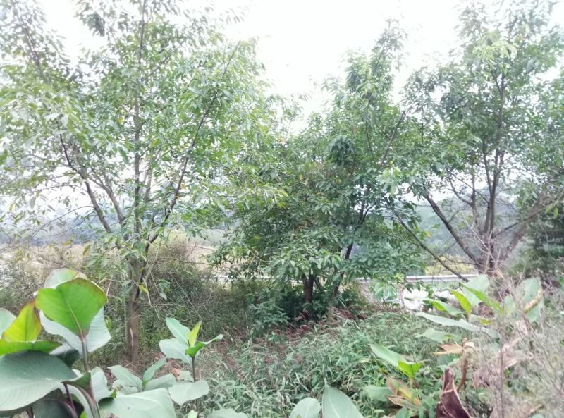 黄葛树3m以上