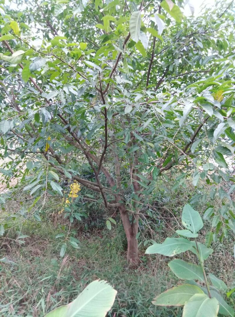 黄葛树3m以上