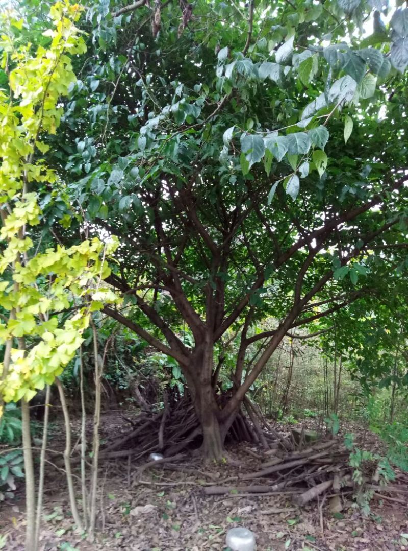 黄葛树3m以上