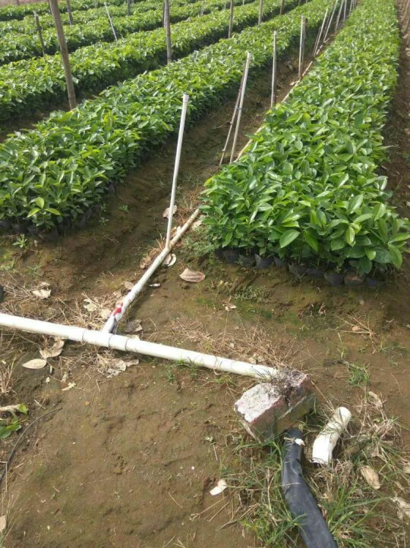 平安树100~150cm
