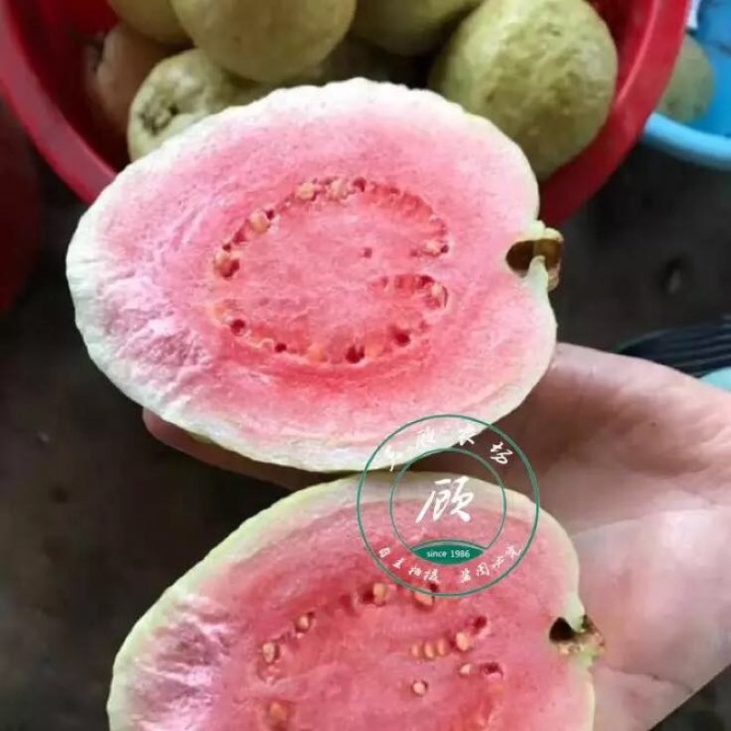 台湾四季红心西瓜芭乐苗番石榴苗一年苗嫁接果树苗杯苗