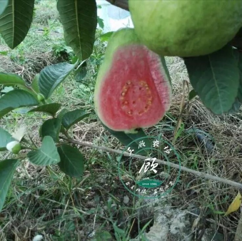 台湾四季红心西瓜芭乐苗番石榴苗一年苗嫁接果树苗杯苗