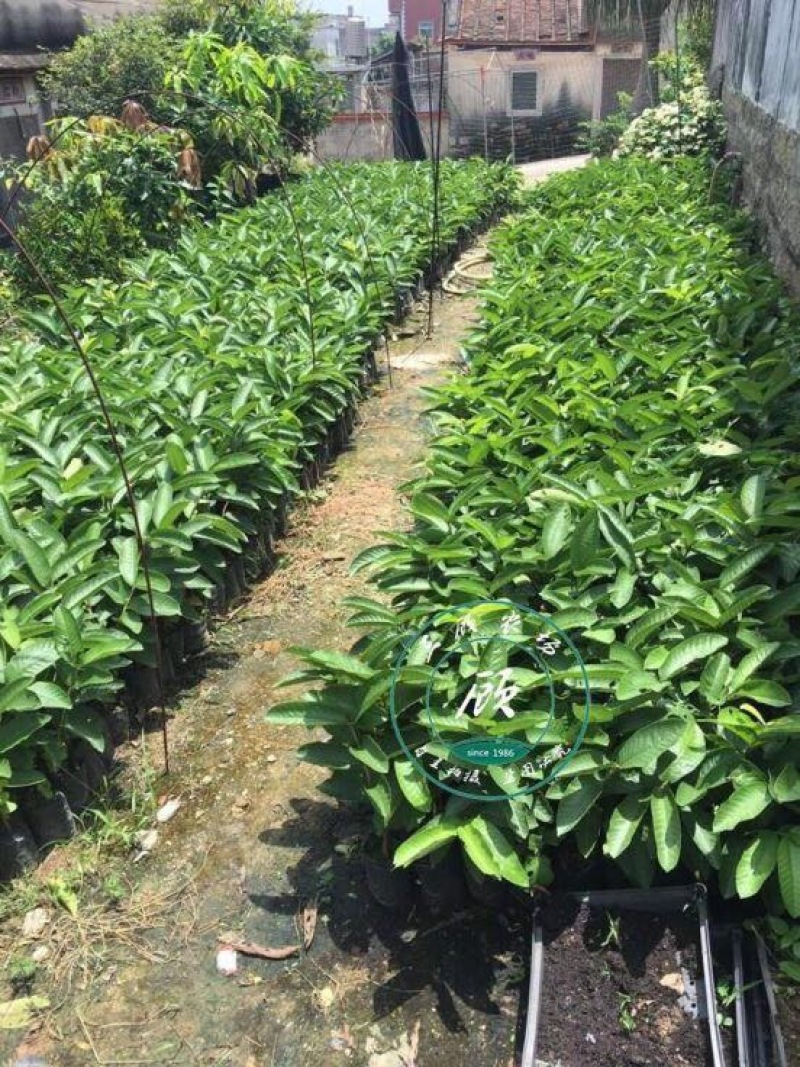台湾四季红心西瓜芭乐苗番石榴苗一年苗嫁接果树苗杯苗