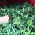 台湾四季红心西瓜芭乐苗番石榴苗一年苗嫁接果树苗杯苗