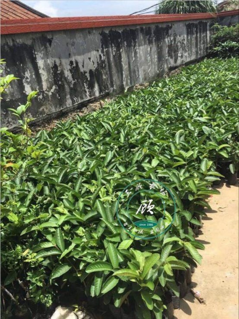 台湾四季红心西瓜芭乐苗番石榴苗一年苗嫁接果树苗杯苗