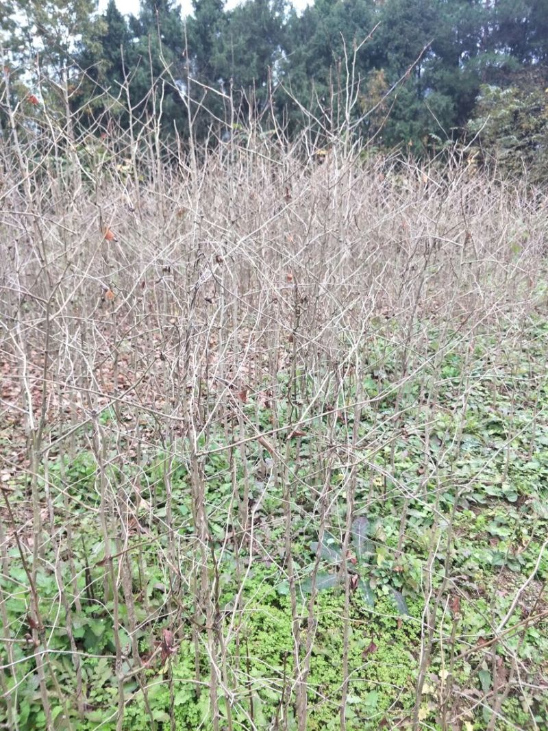 银杏实生苗30~40cm根系发达提供技术指导