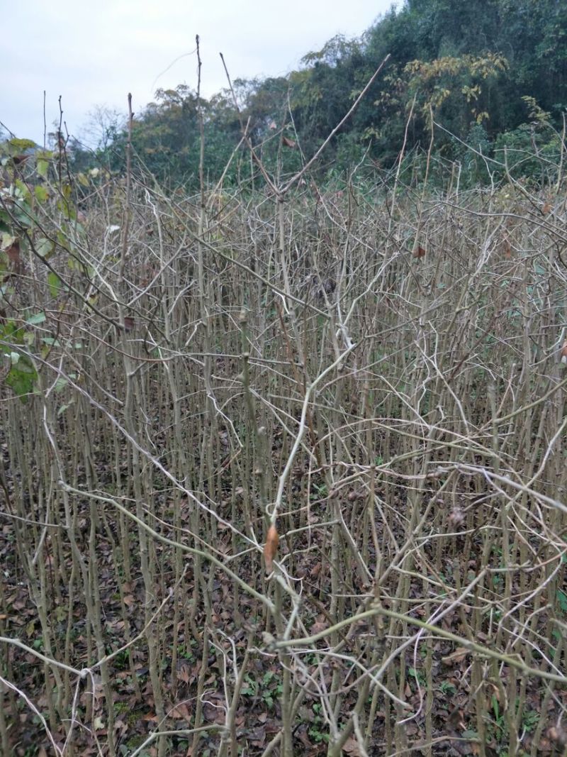 银杏实生苗30~40cm根系发达提供技术指导