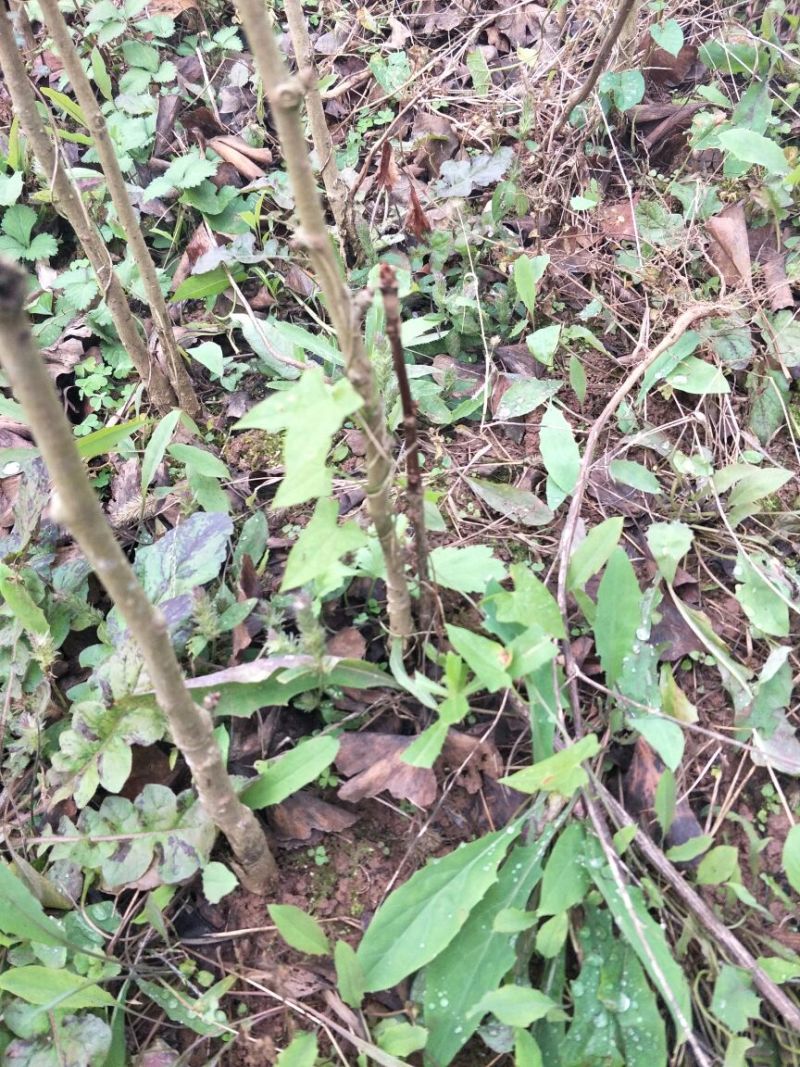 银杏实生苗30~40cm根系发达提供技术指导