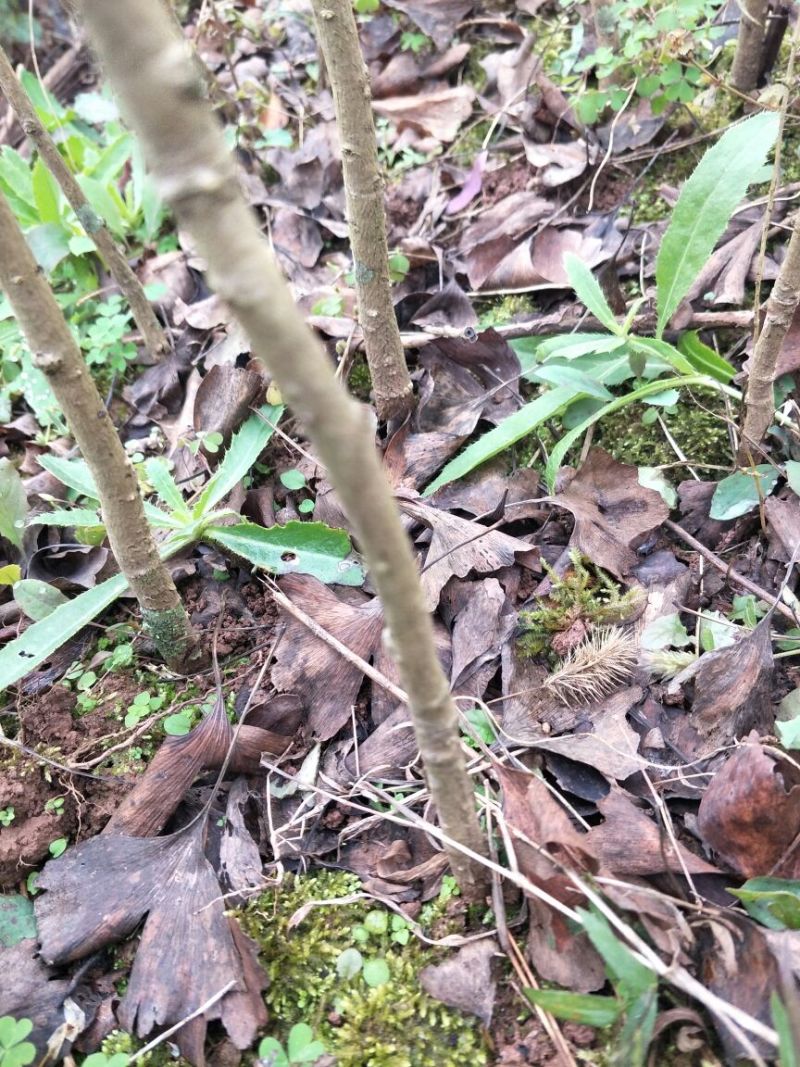银杏实生苗30~40cm根系发达提供技术指导