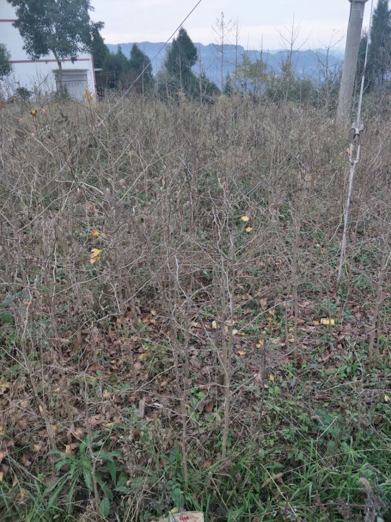 银杏实生苗30~40cm根系发达提供技术指导