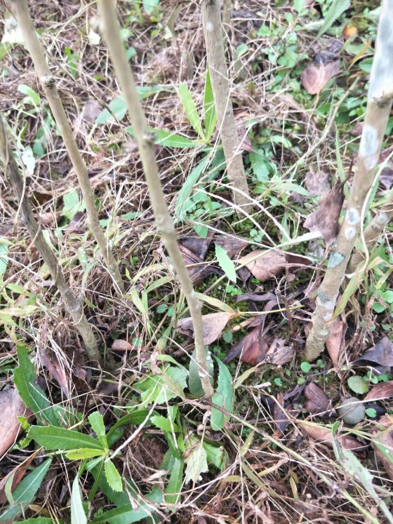 银杏实生苗30~40cm根系发达提供技术指导