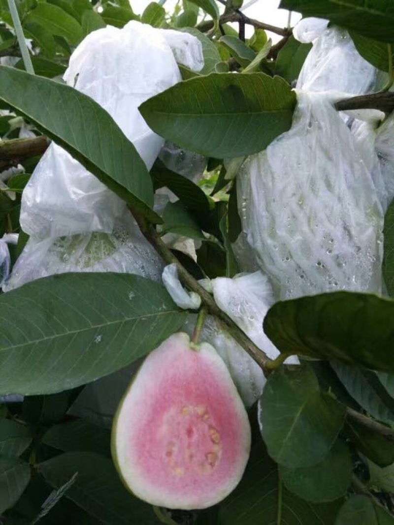 台湾四季红心西瓜芭乐苗番石榴苗一年苗嫁接果树苗杯苗