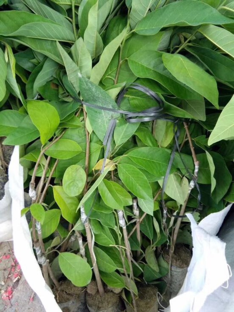 台湾凤梨释迦苗番荔枝苗AP释迦苗佛头果苗嫁接果树