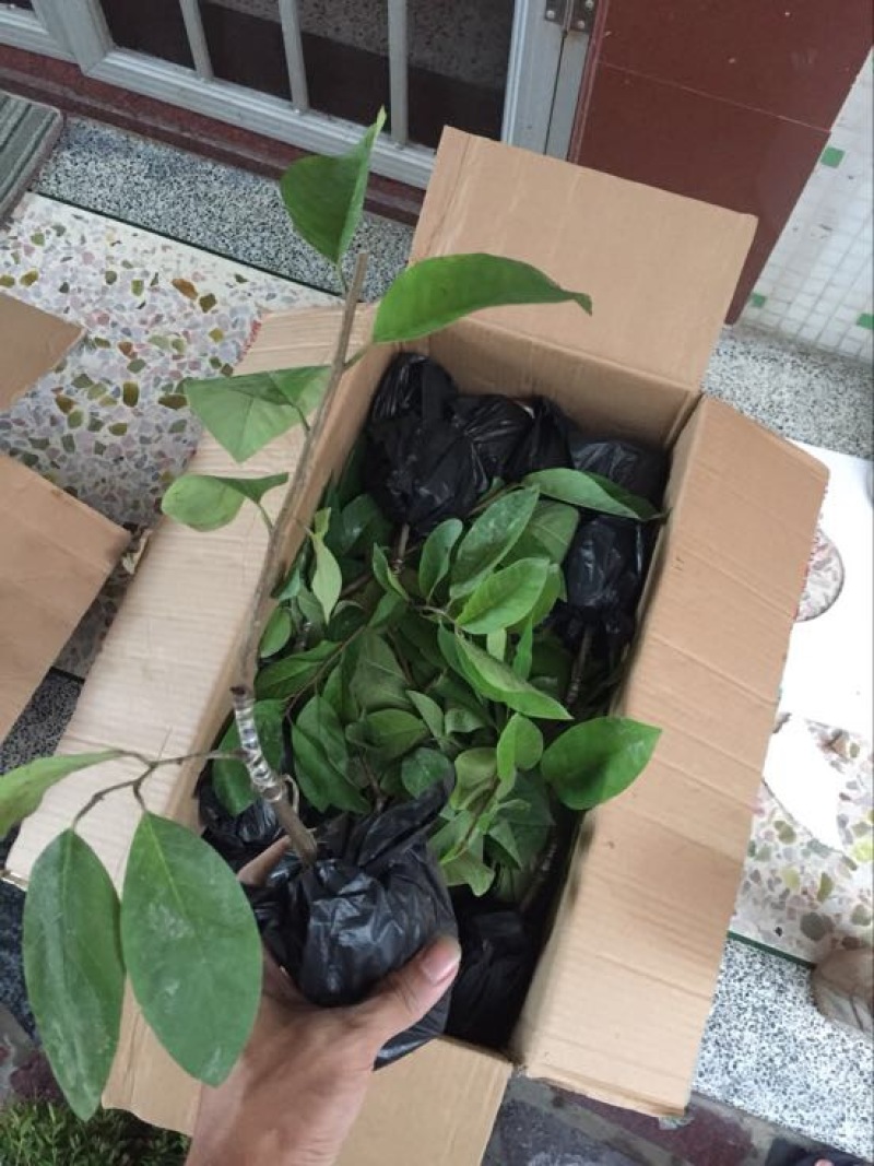 台湾凤梨释迦苗番荔枝苗AP释迦苗佛头果苗嫁接果树
