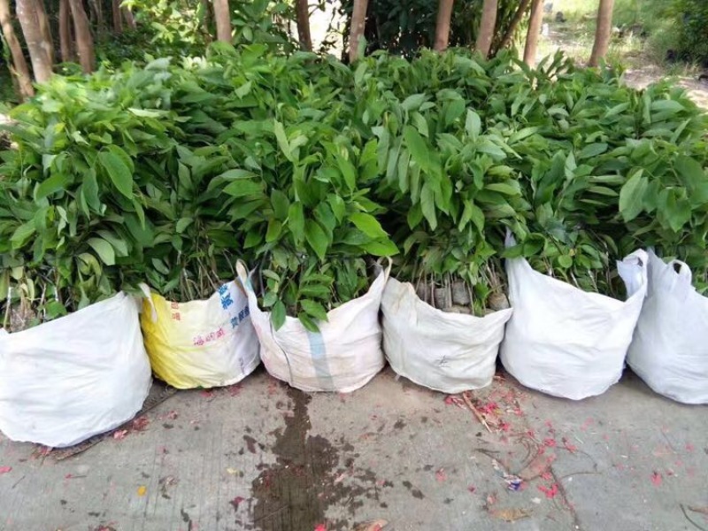 台湾凤梨释迦苗番荔枝苗AP释迦苗佛头果苗嫁接果树
