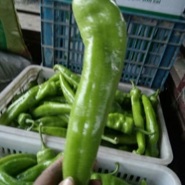 尖椒15~20厘米微辣黄