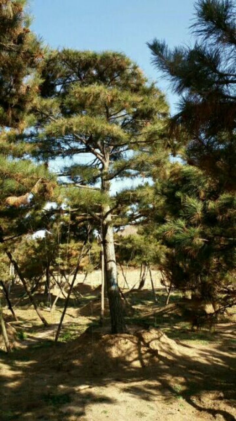造型松14公分