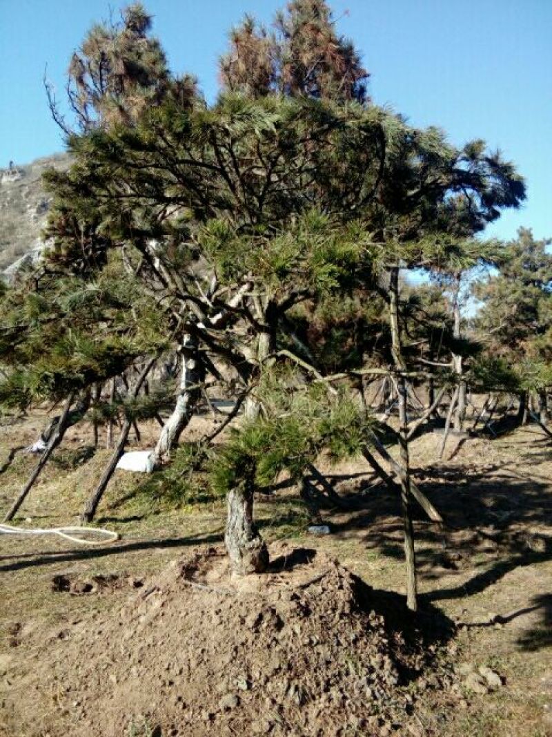 造型松14公分