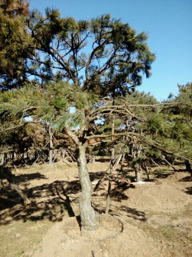 造型松14公分