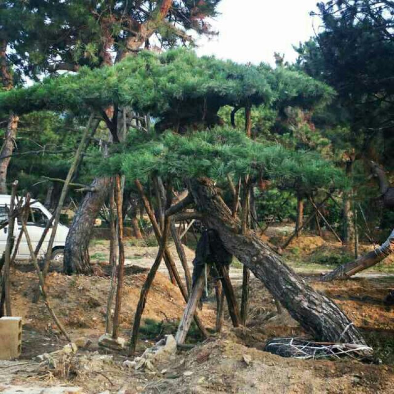 造型松14公分