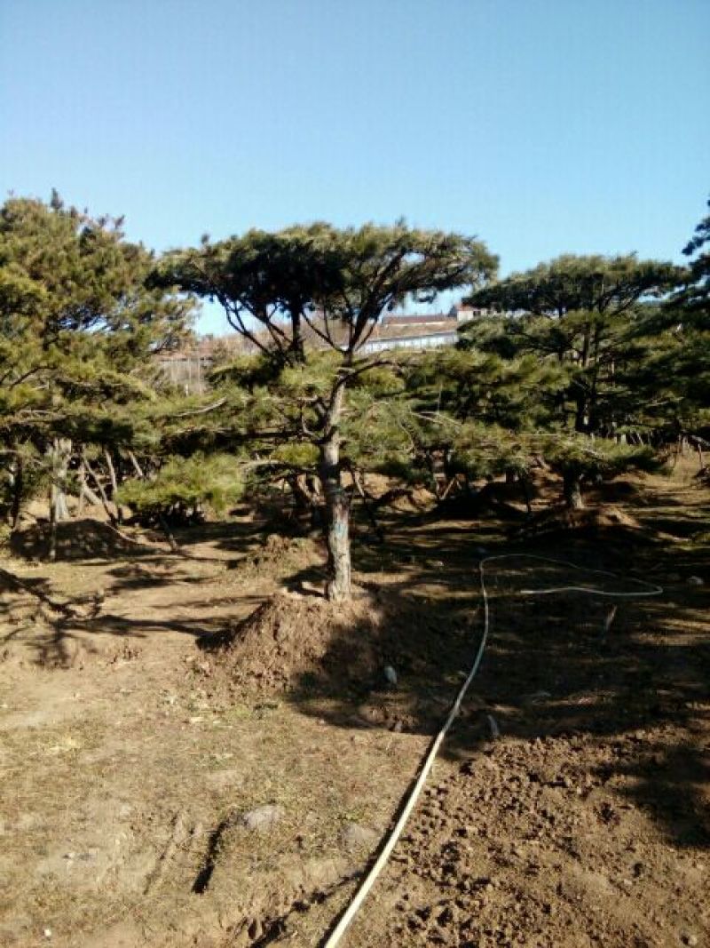 造型松14公分