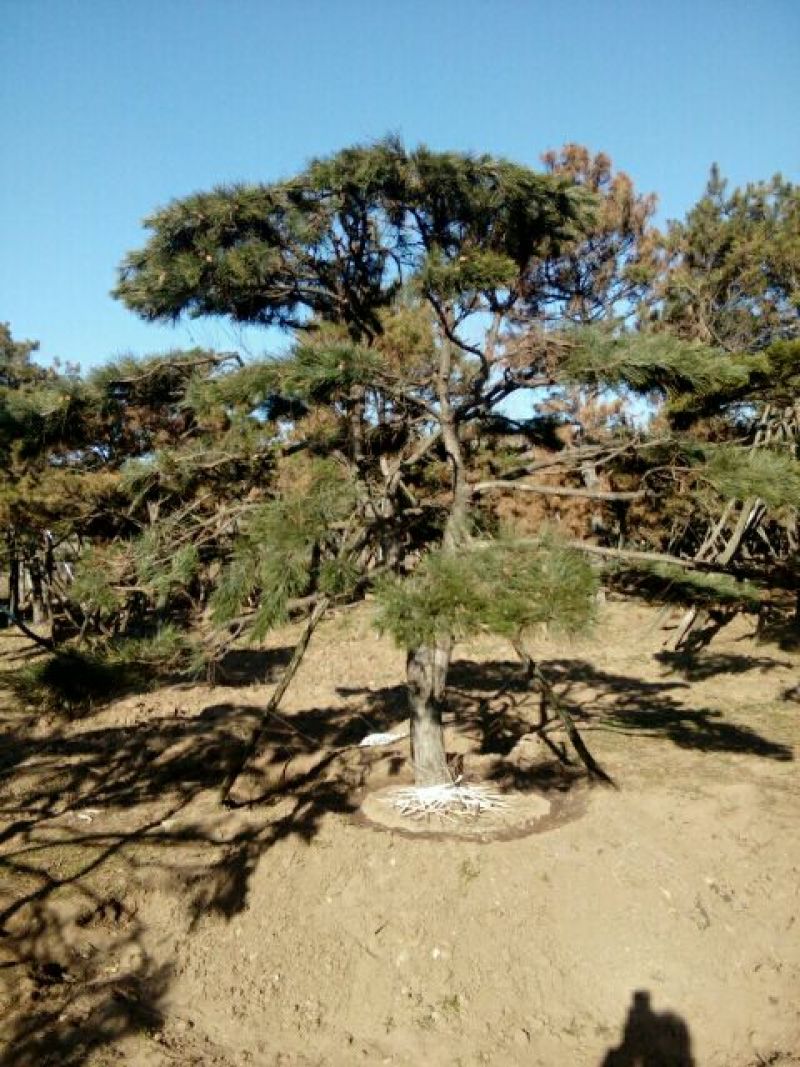 造型松14公分