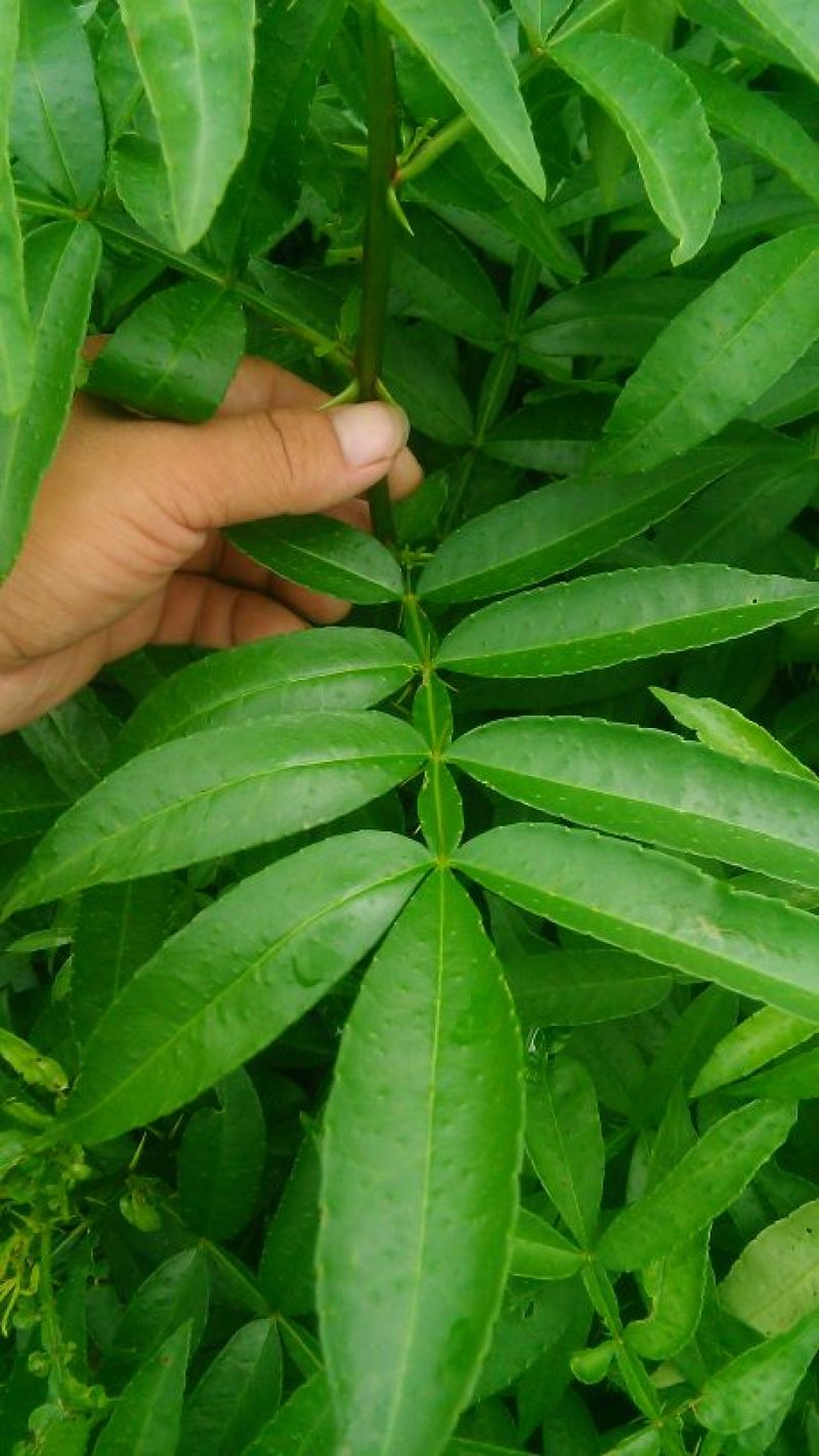 花椒苗大红袍狮子头九叶青