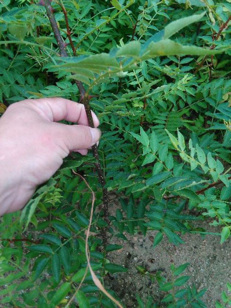 花椒苗大红袍狮子头九叶青