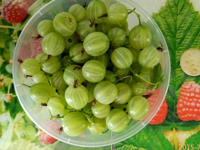 灯笼果苗灯笼果小灌木灌木基地现挖适合南北方种植