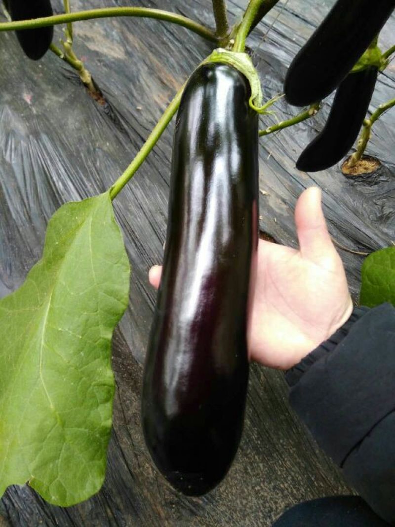茄子765长茄3两以上