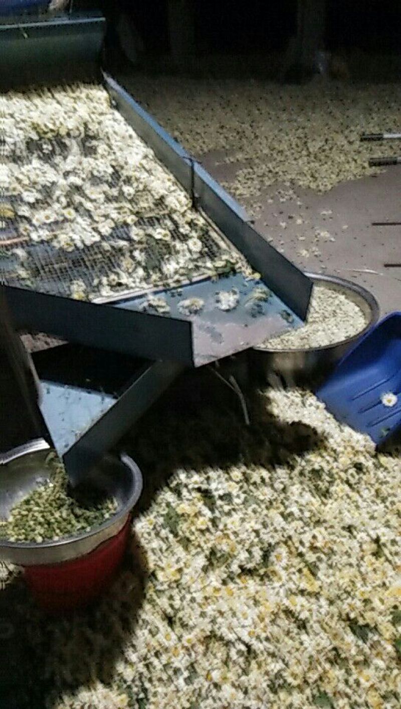 药用菊花散装
